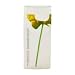 Kenzo Summer by Kenzo Shower Cream 5 oz for Women