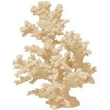 Branch Coral - Natural - 6 in. x 4 12 in. x 5 in.