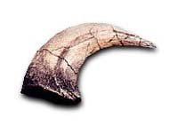 Velociraptor Claw Replica