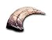 Velociraptor Claw Replica