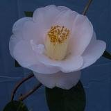 Review   / Camellia Mrs D W Davis