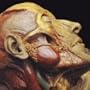 Show-Off Cadavers - The Anatomy of Self Display