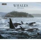 Whales 2009 Wall Calendar; ISBN: ; by: <b>Lang Graphics</b>