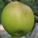 6FT MALUS JAMES GRIEVE APPLE FRUIT TREE 7.5 LITRE POT