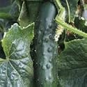 SUTTONS SEEDS: Organic Cucumber Marketmore Seeds (20 seeds) Alan Titchmarsh Range