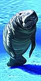 Tropical Print Beach Towel 30x60 - Single Manatee Design - 3 Towels