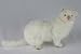 Plush Soft Toy White Ferret. 35cm.
