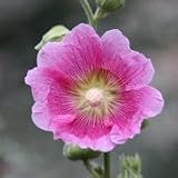 Alcea rosea (Hollyhock) - Bulk Wildflower Seeds