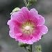 Alcea rosea (Hollyhock) - Bulk Wildflower Seeds