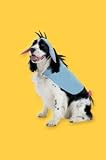 Eeyore Pet COSTUME, Small