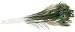 Peacock Eye Feathers - 12PK/Natural