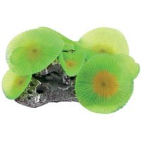 Coral Art - Discosma - Small - Green by Aquaculture