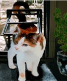 Metro Pet Screen Door 8