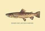 Paper poster printed on 12 x 18 stock. Brown Trout