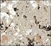 Zolatone MEDUSA GRAY Gallon - Spatter Finish