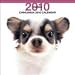 chihuahua0 - Chihuahua 2010 Wall Calendar