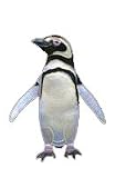 Clearly Charming Magellenic Penguin Silver and Enamel Pin