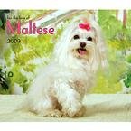 For the Love of Maltese 2009 Wall Calendar