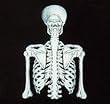 Human Body Systems: Complete Set