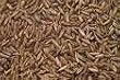 Certified Organic Caraway Seed