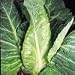 Just Seed Cabbage - Flower of Spring - 500 Seeds