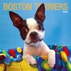 Boston Terriers 2009 Wall Calendar