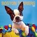 boston terrier - Boston Terriers 2009 Wall Calendar