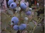 Sharp Blue Blueberry Two Gallon