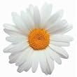 Oxeye Daisy Die-Cut Flower Photographic Magnet