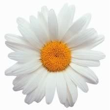 Oxeye Daisy Die-Cut Flower Photographic Magnet