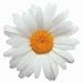 Oxeye Daisy Die-Cut Flower Photographic Magnet