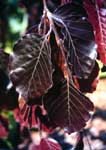 Fagus sylvatica 'Purpurea': Purple Leaf Beech Seeds
