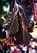 Outdoor Living : Fagus sylvatica 'Purpurea': Purple Leaf Beech Seeds