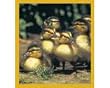Ducklings Fridge Magnet