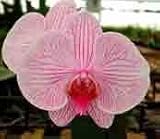 Phal. Eleanor Yates 1543H