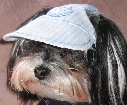 Dog Sun Visor in Lt Blue for Dogs 10 Lbs and under