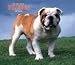 For the Love of Bulldogs 2008 Deluxe Wall Calendar - Dog Calendars