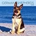 German Shepherds 2008 Wall Calendar