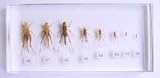 R And H - Lifecycle Of The Cricket - Extra Large Insect Paperweight
