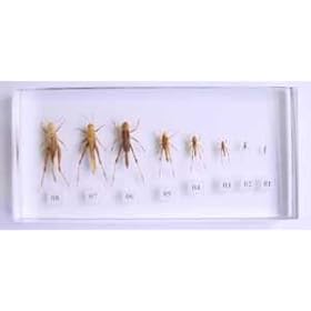 R And H - Lifecycle Of The Cricket - Extra Large Insect Paperweight