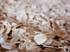 Oats, Rolled, Quick Cook, Organic, 25# Bulk