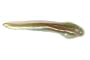 Venom 3.5" and 4.5" Hand Poured Goby Size: 4.5"; Color: Green Pumpkin Gold Glitter/Pearl Orange