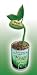 The Patent Magic Bean - I Love You