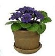 Dollhouse Miniature Purple Pricallis in a Clay Pot with Saucer