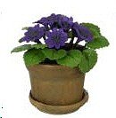 Dollhouse Miniature Purple Pricallis in a Clay Pot with Saucer