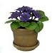 Dollhouse Miniature Purple Pricallis in a Clay Pot with Saucer