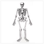 Glow-in-the-Dark Skeleton Floor Puzzle