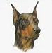 Doberman Pincher Banner