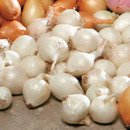 Onion Sets - White Bulb