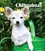 chihuahua5 - Chihuahuas 2010 Hardcover Engagement Calendar